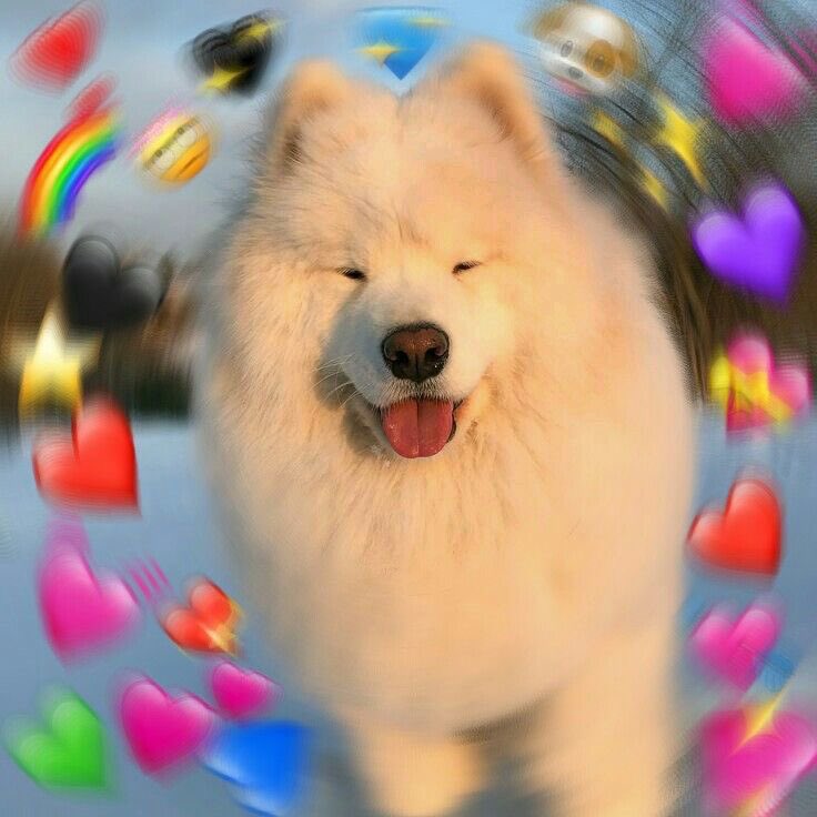 여우도둑 tweet media