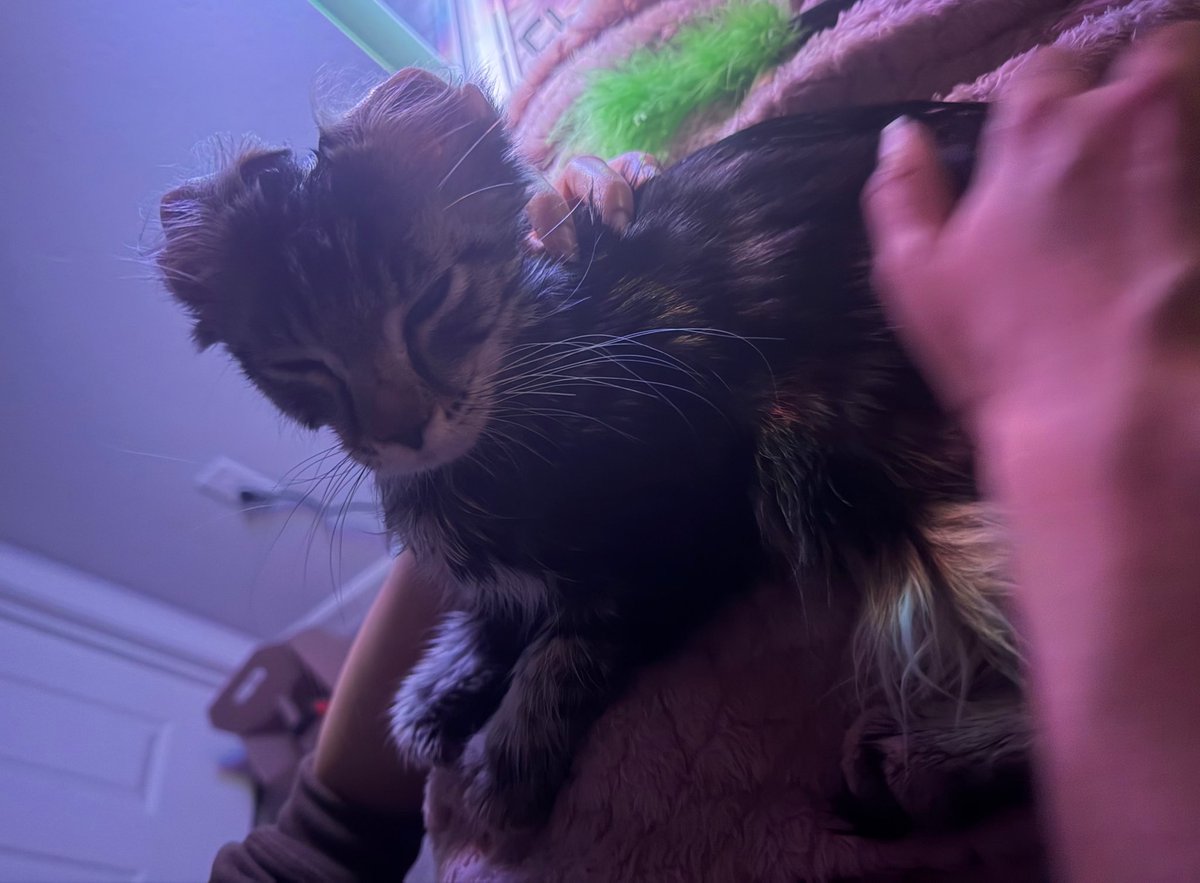 rev 😻 tweet media