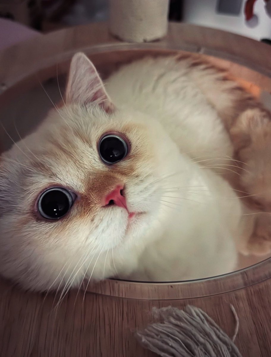 DNAอยู่ที่ตาไข่มุกแล้วจริงๆ กลมดิ๊ก น่ารักทั้งป๊าทั้งลูกเลยยย 👀🫶🏻

#nnutdan #Moji #LYKN