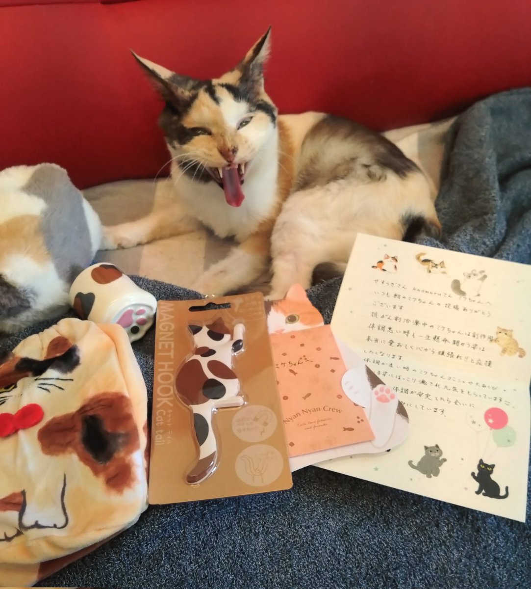 ミケちゃん (@ojm52811) / Highlights / X