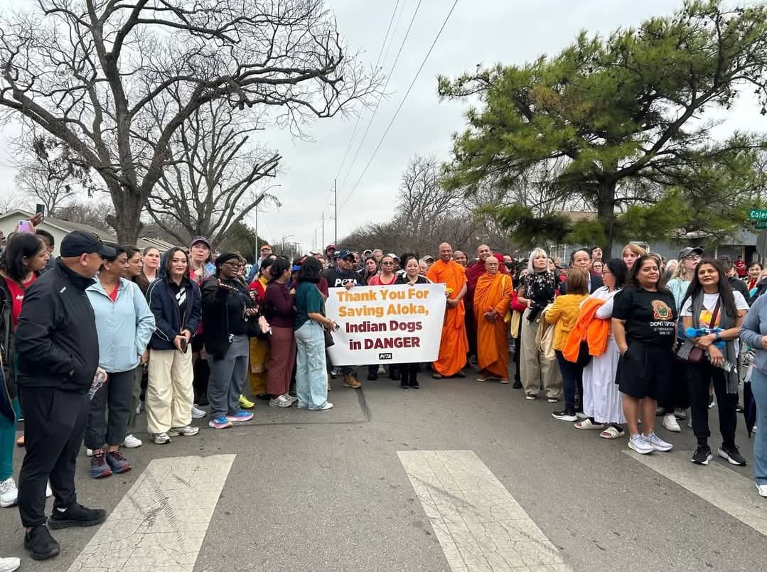 SaveIndianDogs tweet media