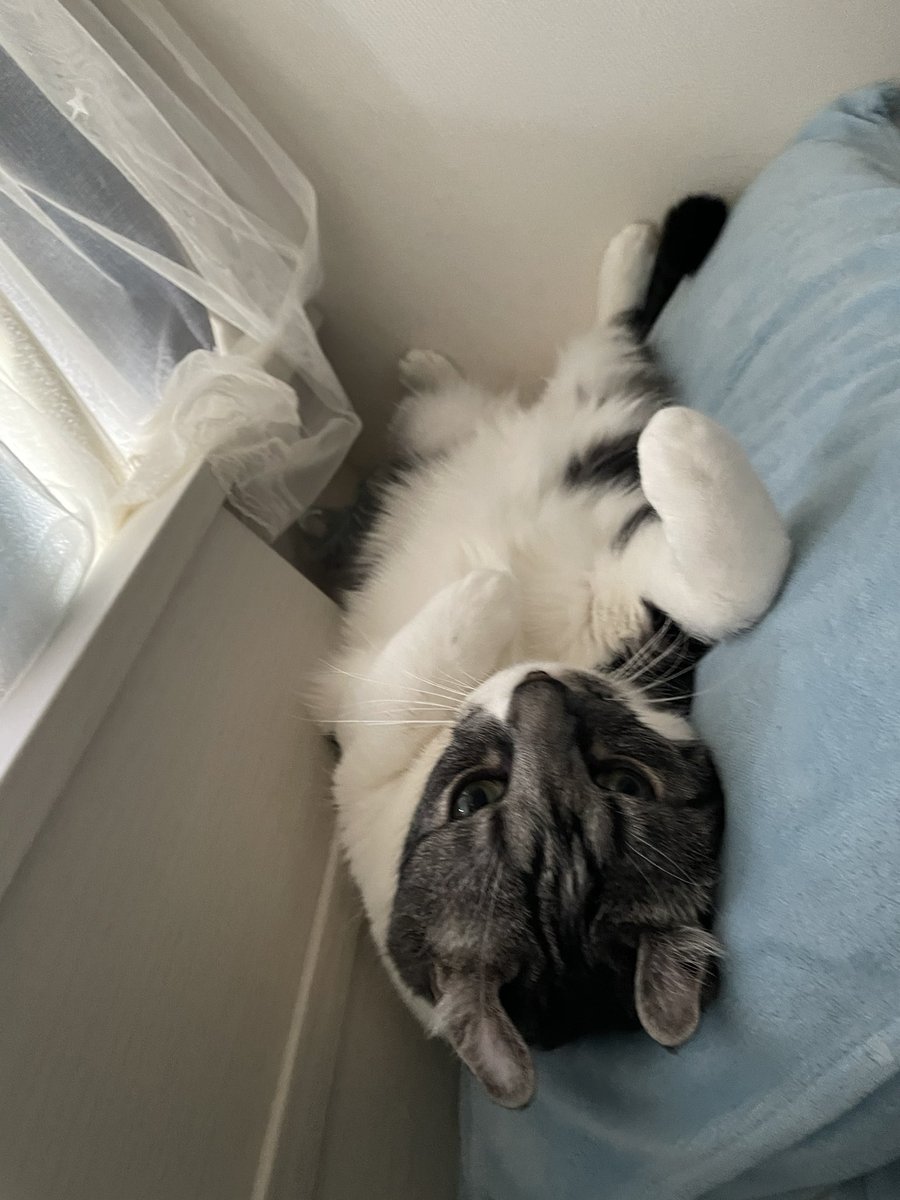 猫の日🐱 うちのにゃんこたちどうぞ🐱