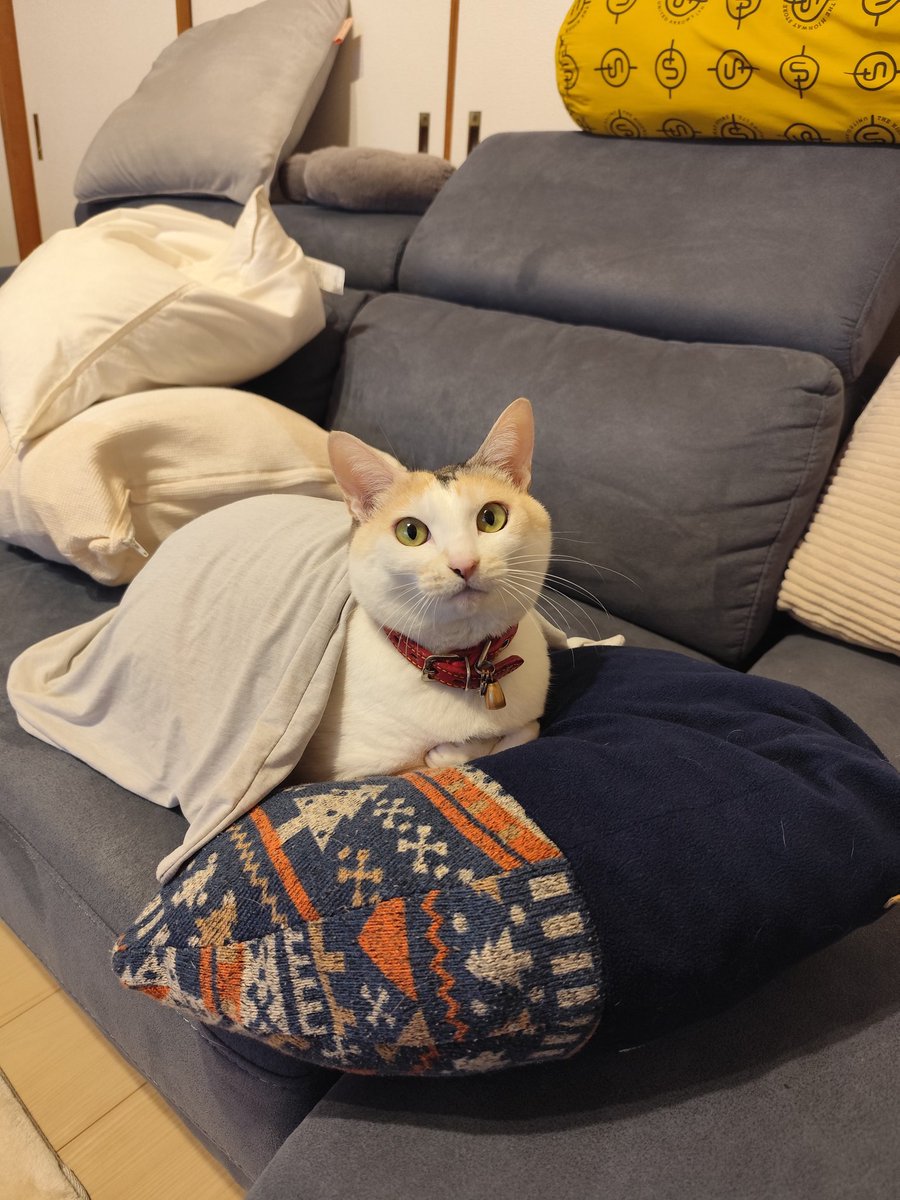 mp3passat's tweet photo. 2/22 猫の日

#猫の日 https://t.co/bmpSZTUPV9