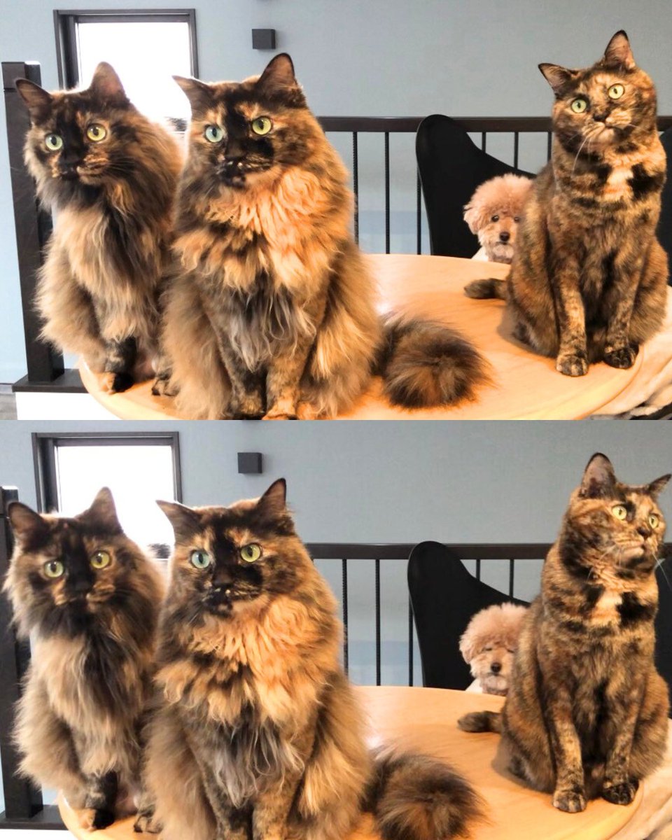 間違い探し（たぶん3つ） #猫の日