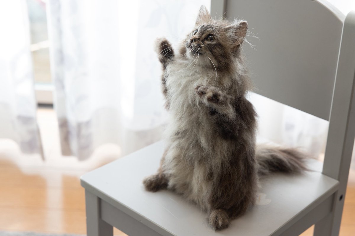 Truestylelab's tweet photo. #猫の日　
ということで、過去に手がけた猫作品をいくつか😽🐈🐾
#2月22日 https://t.co/9gwY2xIkLL