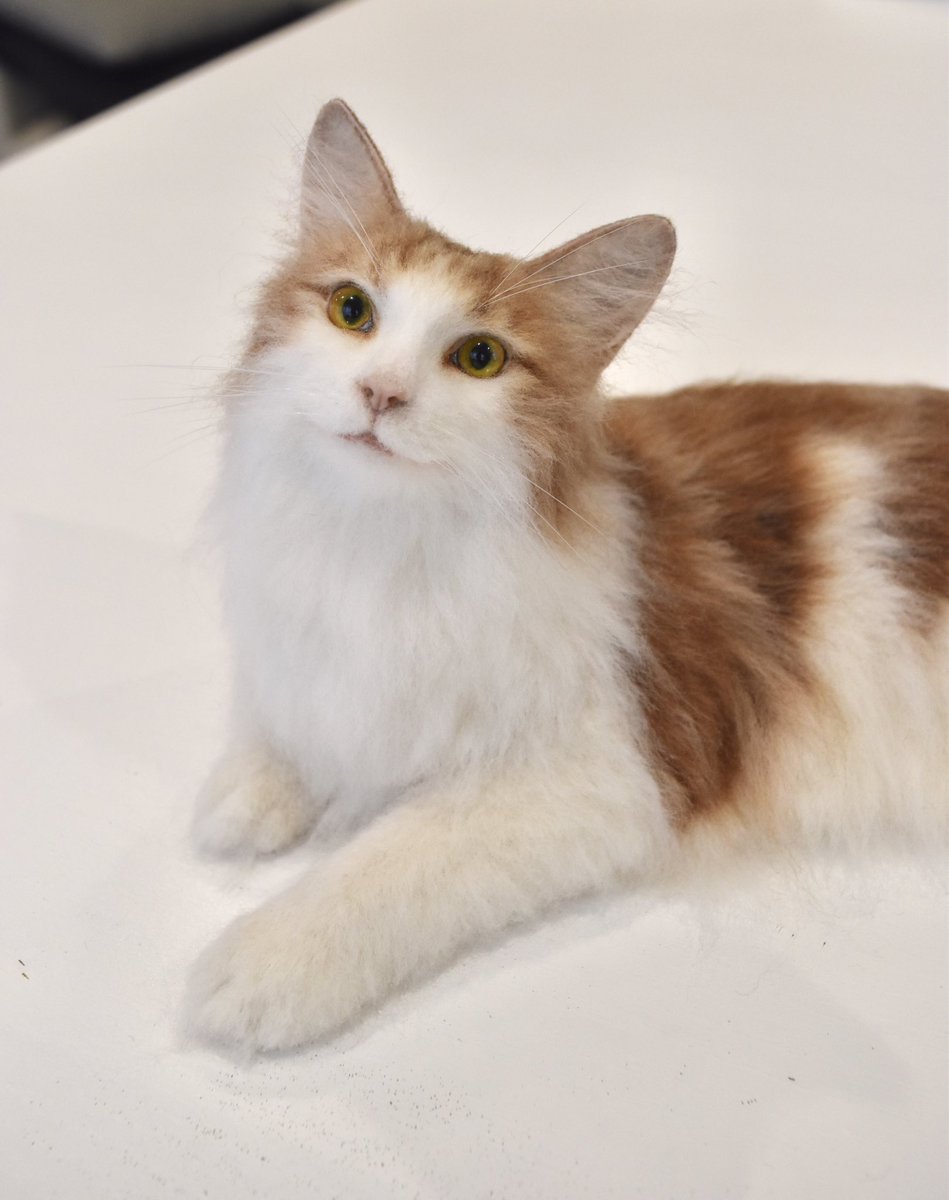 Truestylelab's tweet photo. #猫の日　
ということで、過去に手がけた猫作品をいくつか😽🐈🐾
#2月22日 https://t.co/9gwY2xIkLL