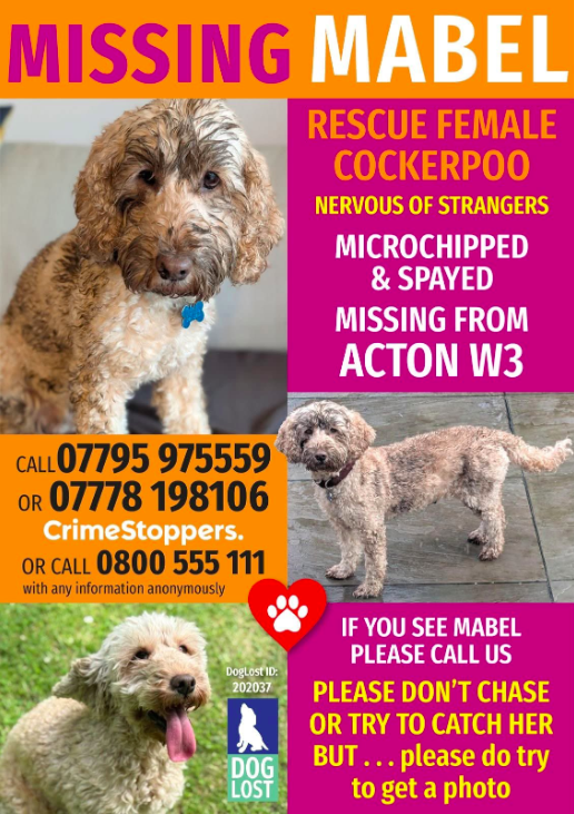 misc. endeavours #WagTheDog 📺🐕 🎥 👀 🍿⛑ tweet media