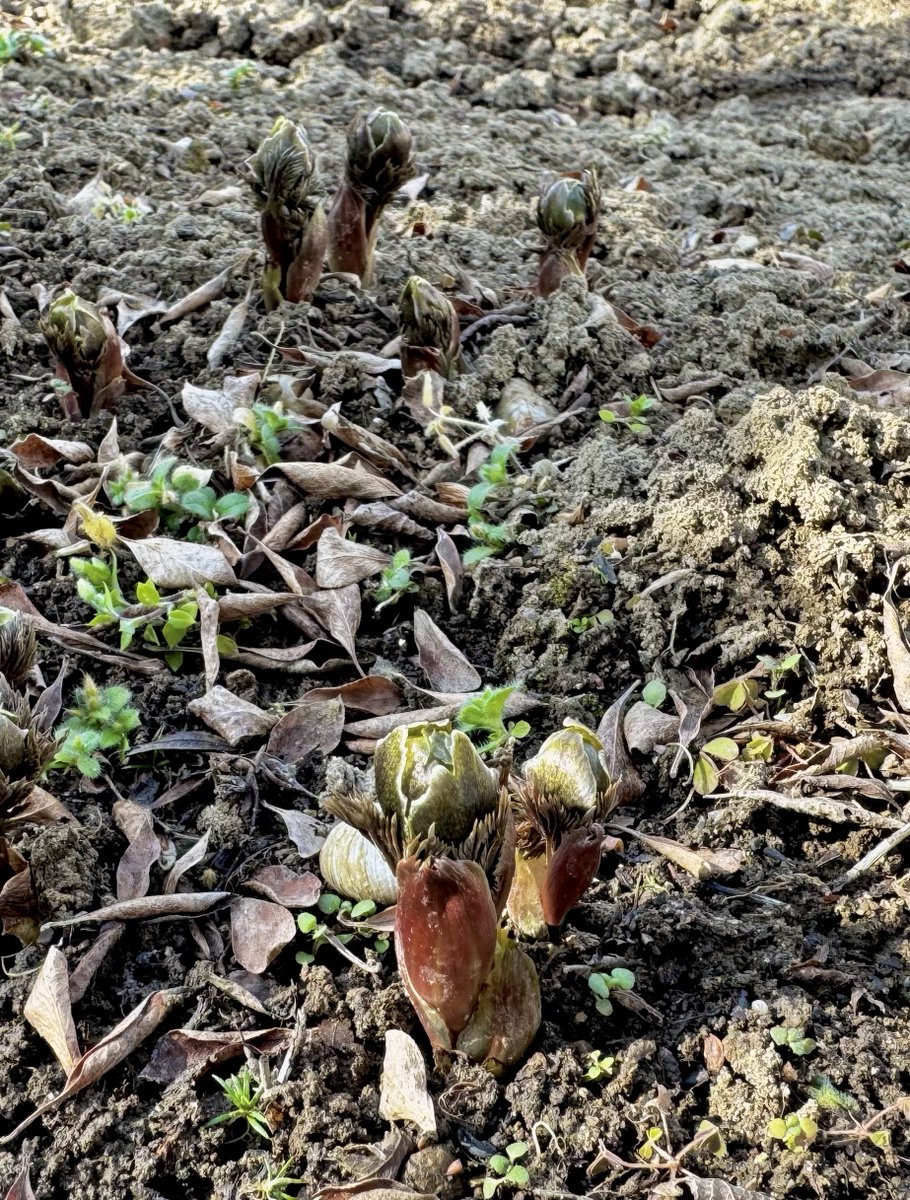 陽気に誘われて
福寿草が芽を出しました🌱