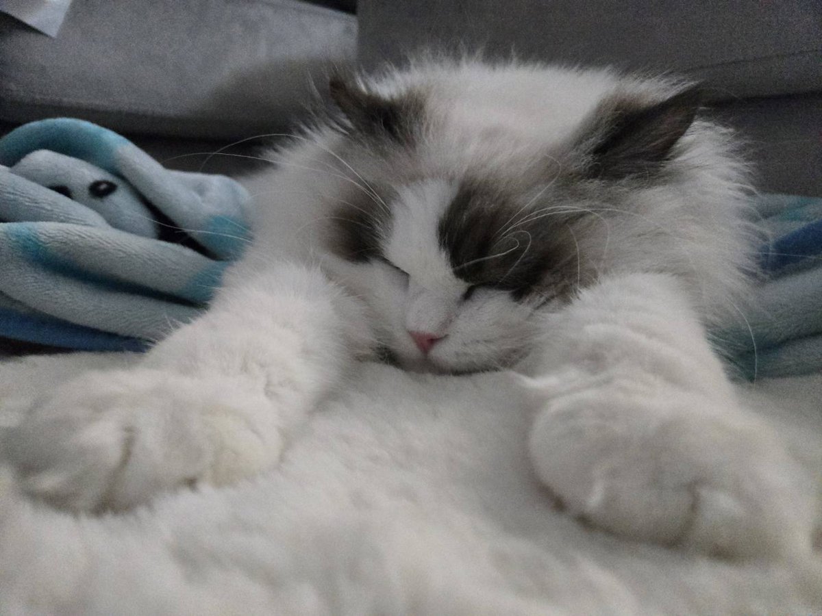 shiii_game's tweet photo. いつでも爆睡ネッコるるくん
7ヶ月にて4㌔↑なちょいデカ猫
もっふもふで今日も可愛いのだ
#ねこの日 https://t.co/lGOWKEsxVz