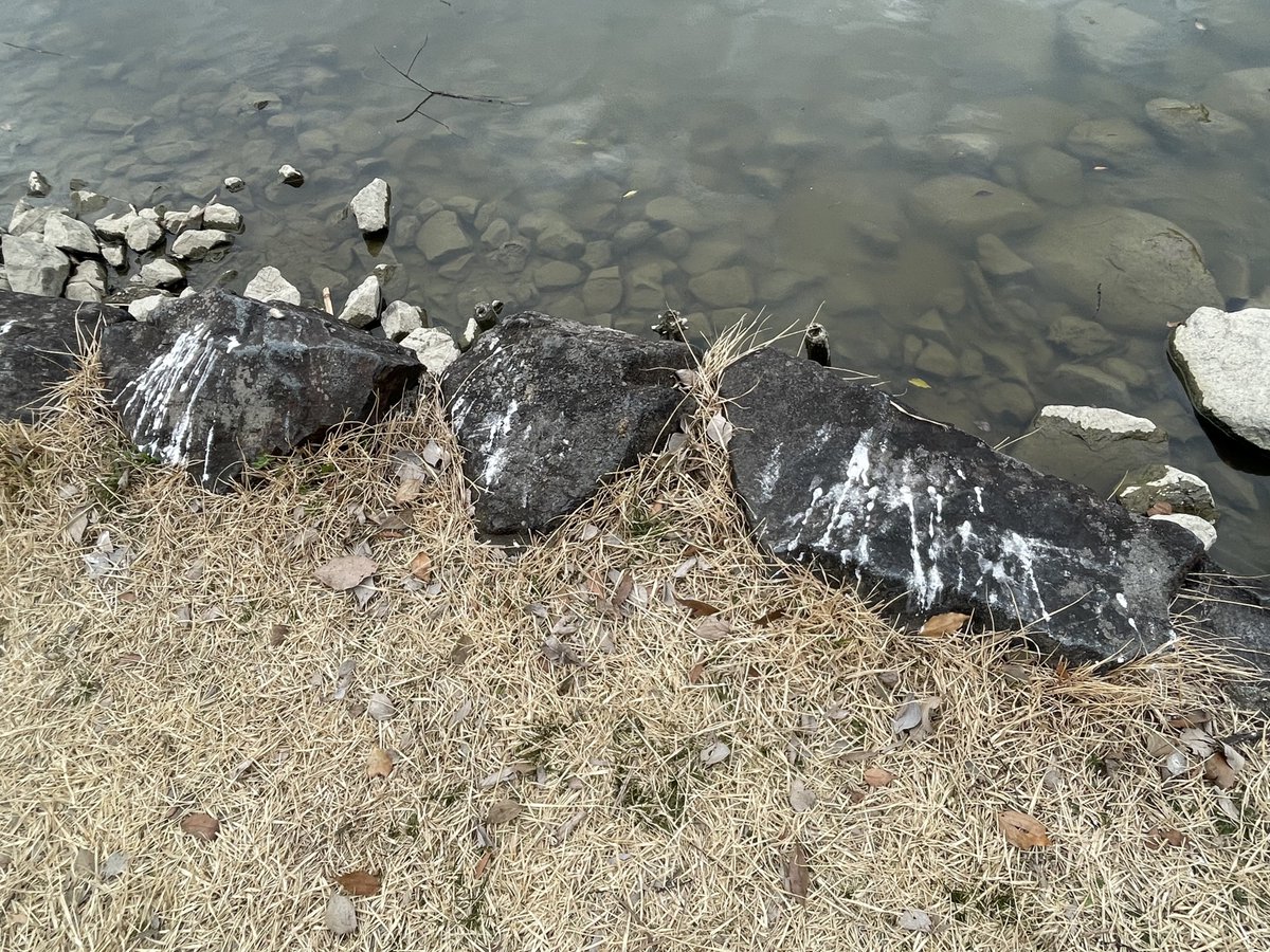 カモに石を投げるクソガキが多くて鳥が殆どいなかったけどカワセミの