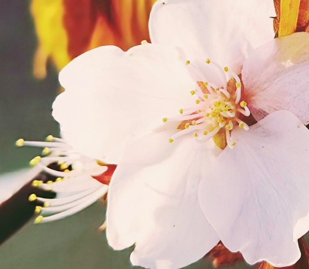 ぷち(puchi)♬*°H.S.H🍀 tweet media