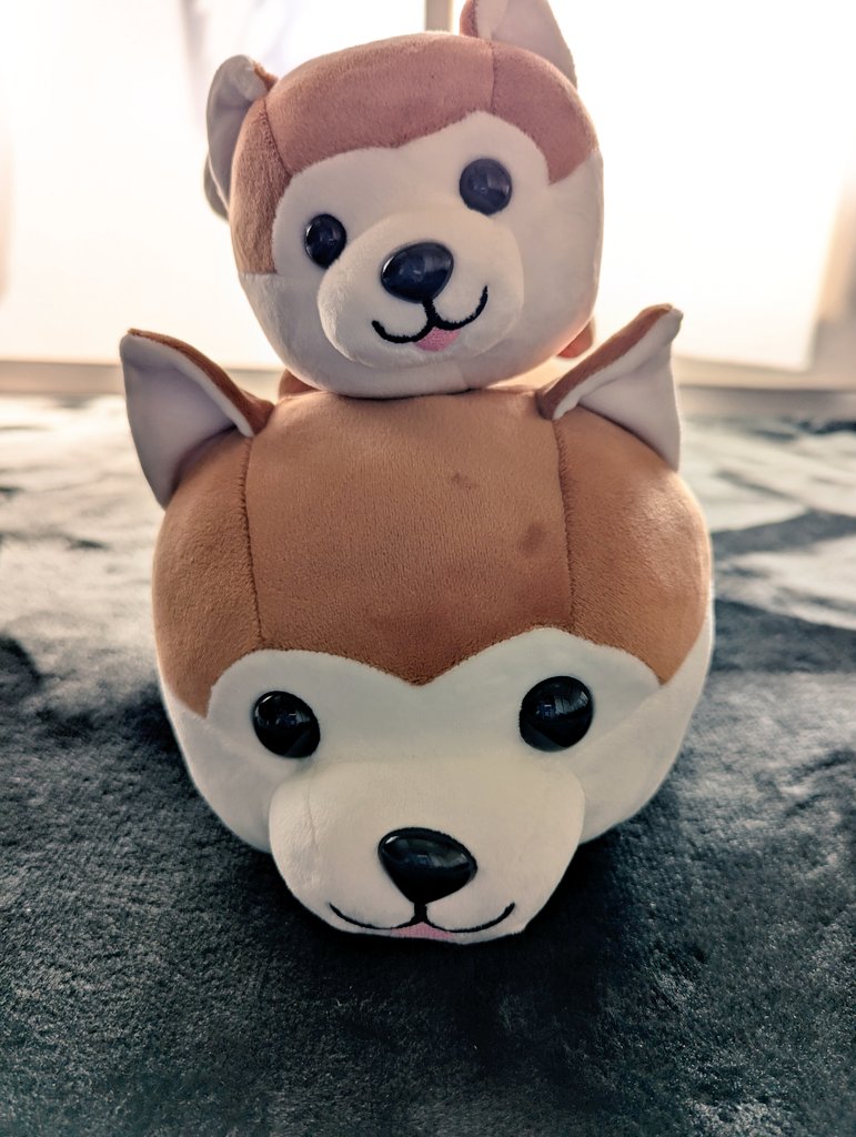 下の子をお迎えしました🐶 お名前なににしようかなぁ。