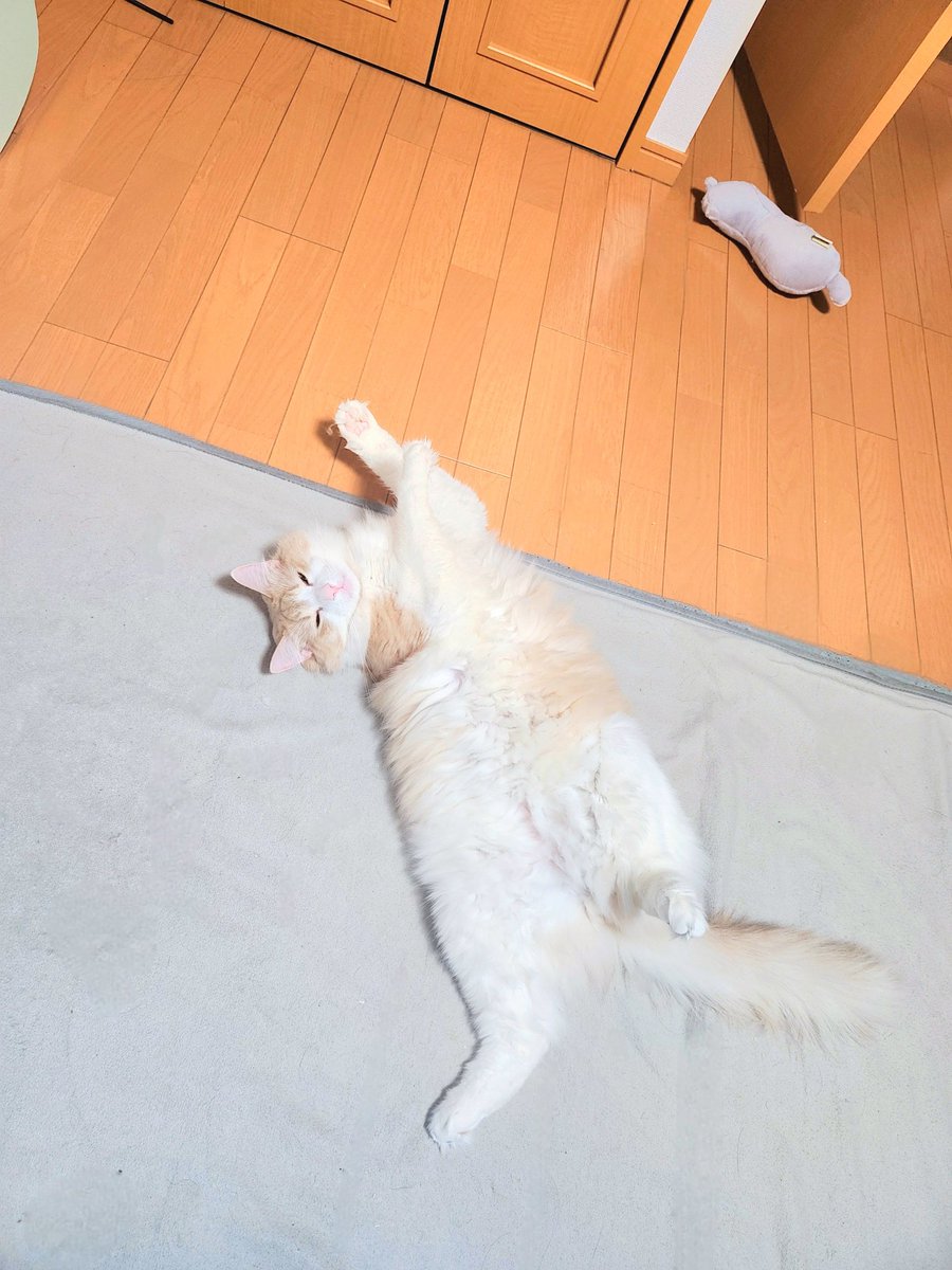 colorble_chi's tweet photo. ｲｴｰｲ猫の日🐈️💕
今日も元気に転がってます https://t.co/PdjUHGYmBl