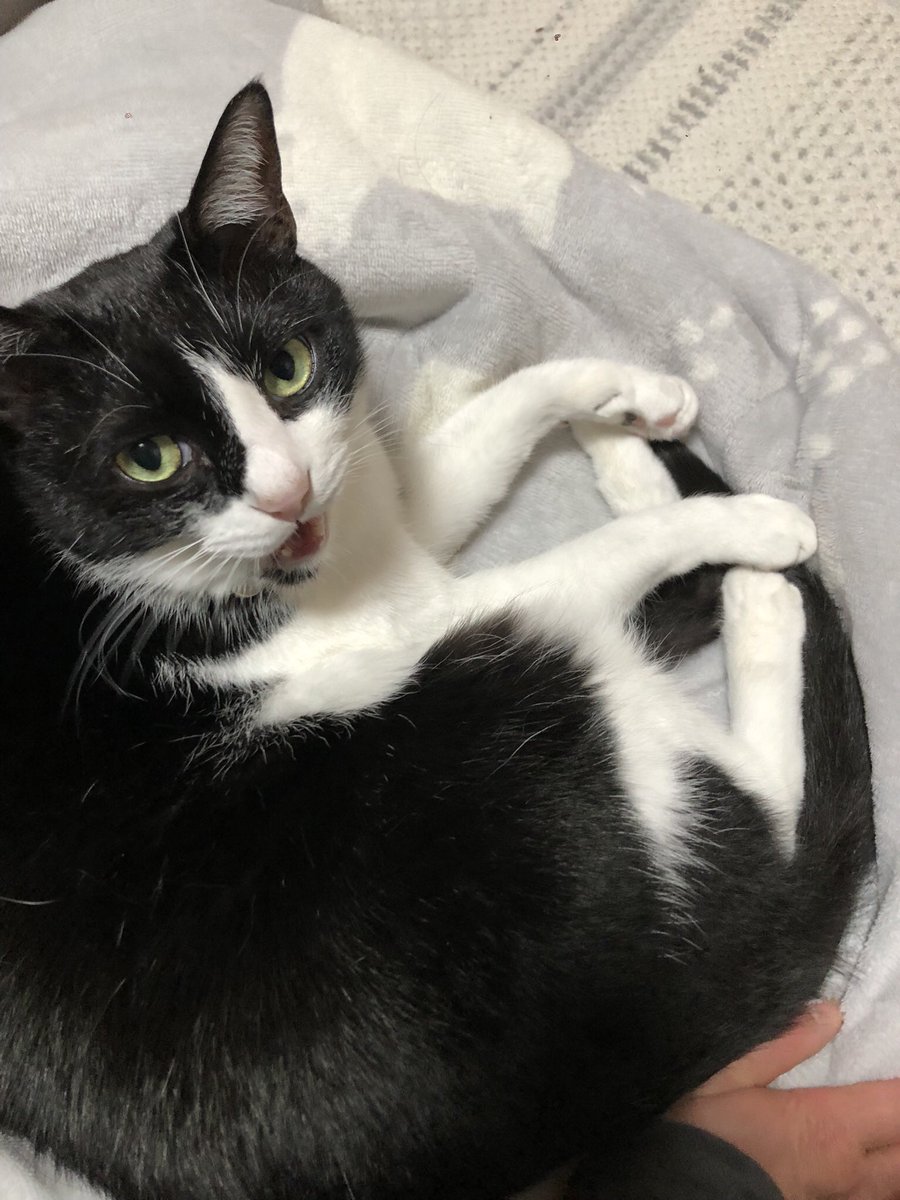 yoihone's tweet photo. #猫の日なので今まで撮った中で最高の猫写真貼る https://t.co/3P6OnLQzUG