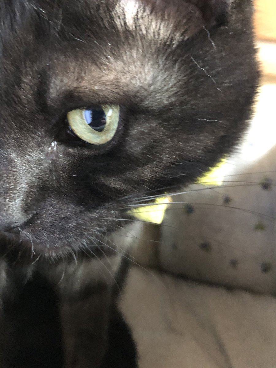 yoihone's tweet photo. #猫の日なので今まで撮った中で最高の猫写真貼る https://t.co/3P6OnLQzUG