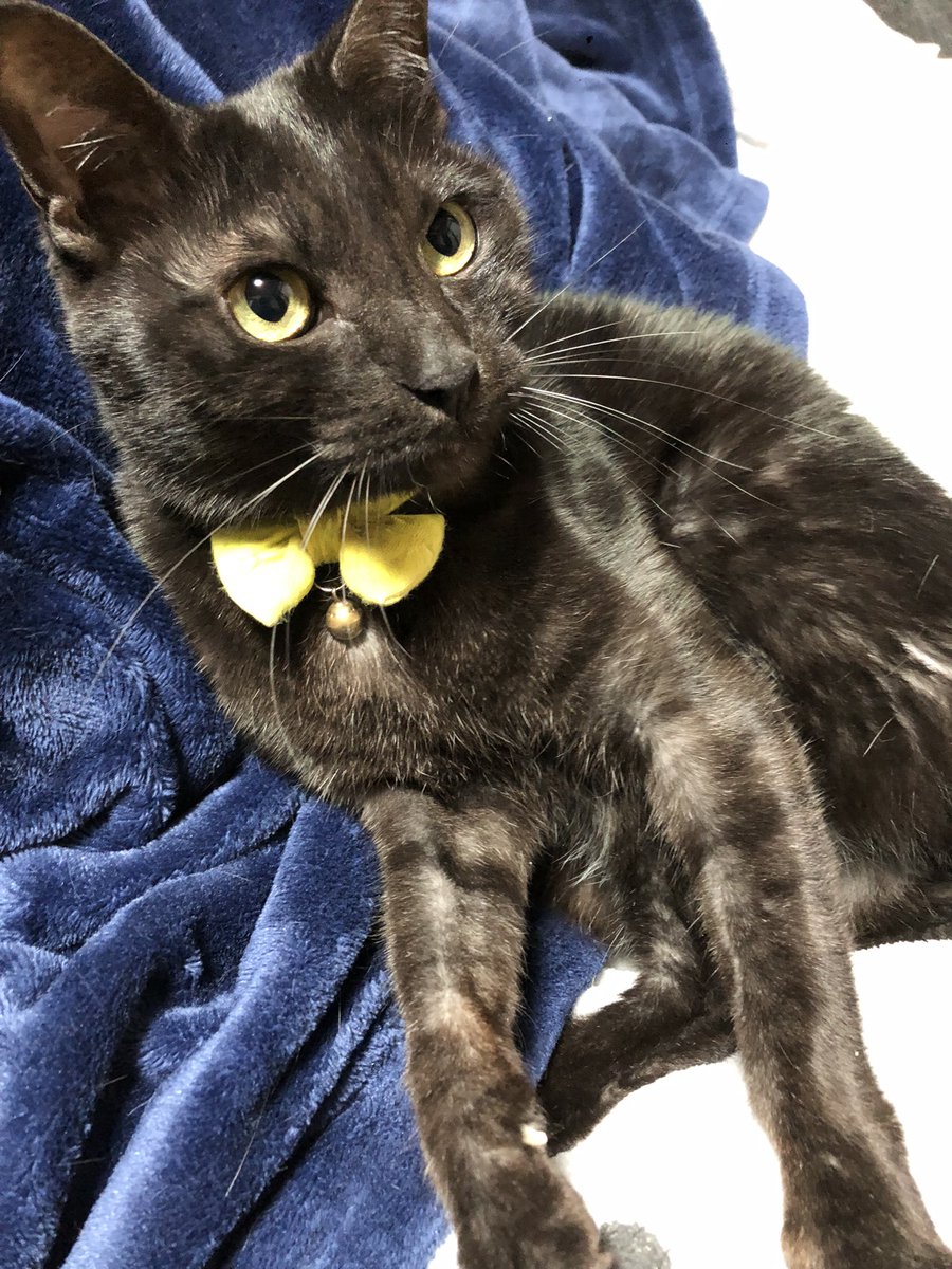 yoihone's tweet photo. #猫の日なので今まで撮った中で最高の猫写真貼る https://t.co/3P6OnLQzUG