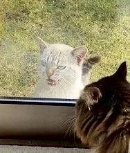 無重力猫ミルコのお家 tweet media