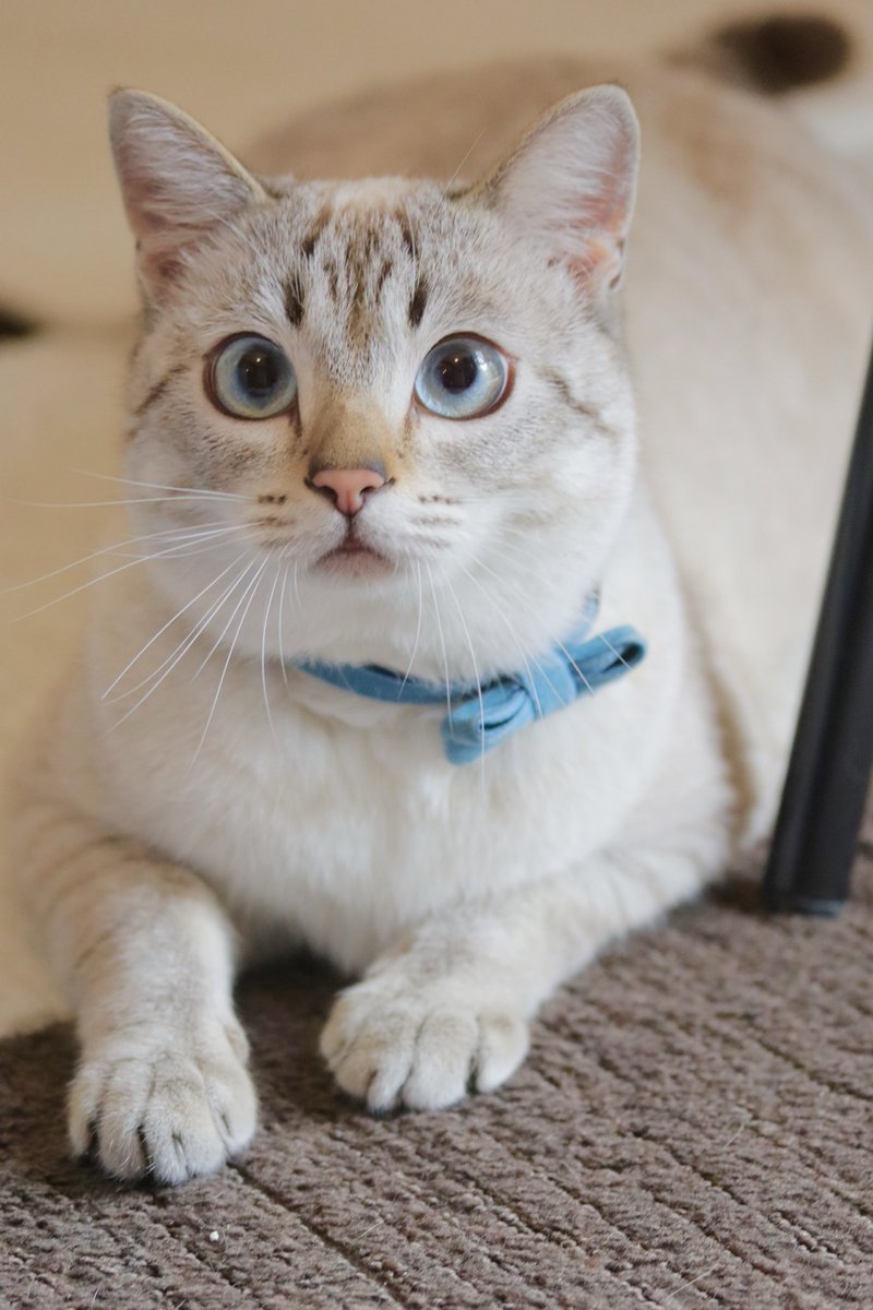 無重力猫ミルコのお家 tweet media