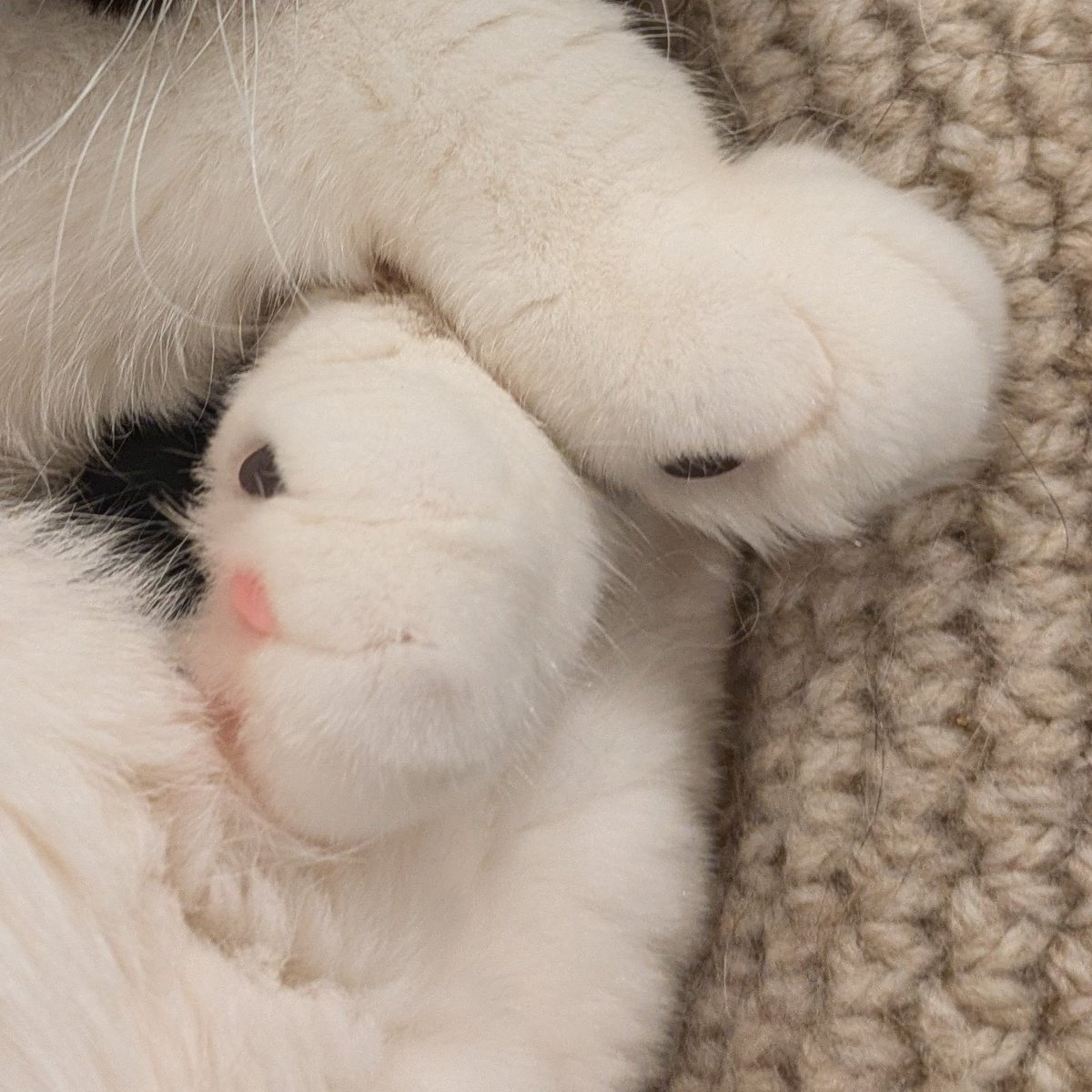 猫の日🐈️🐾