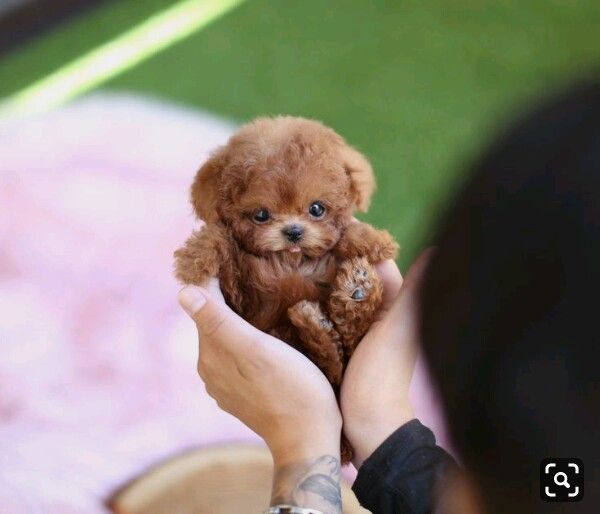 theDogLovers tweet media