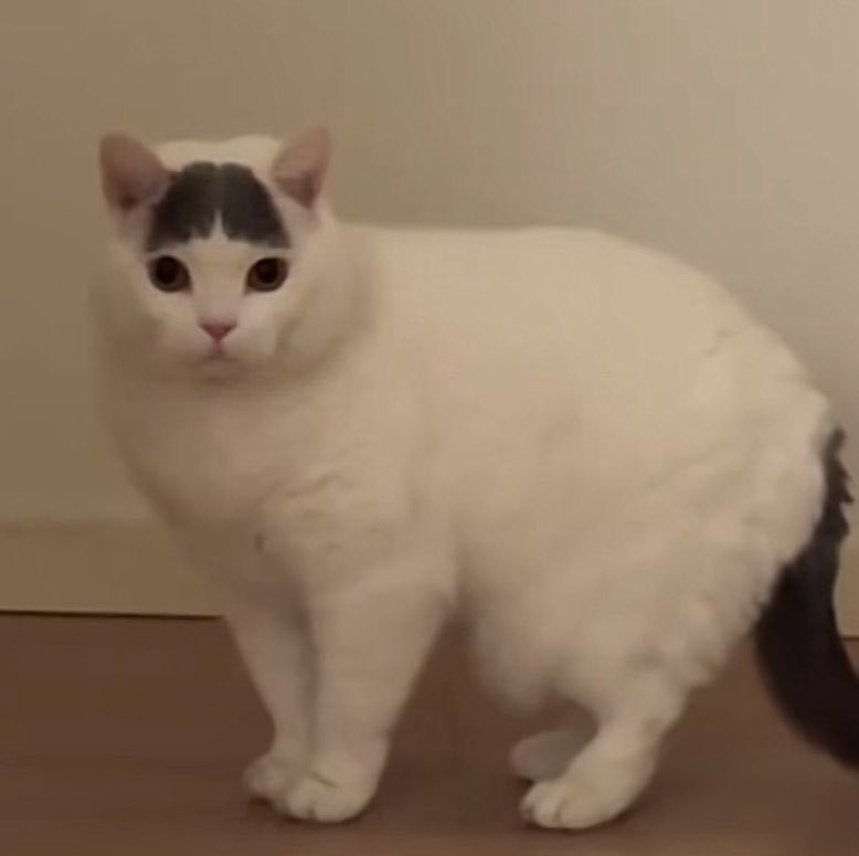 บิบิ๋น่ารักจัง                                     เทอก้หล่อมาด