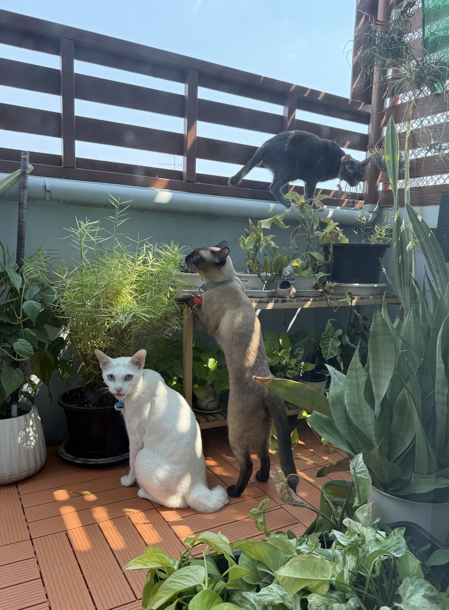 จัดอันดับศัตรูพืชที่อันตรายที่สุด

1.