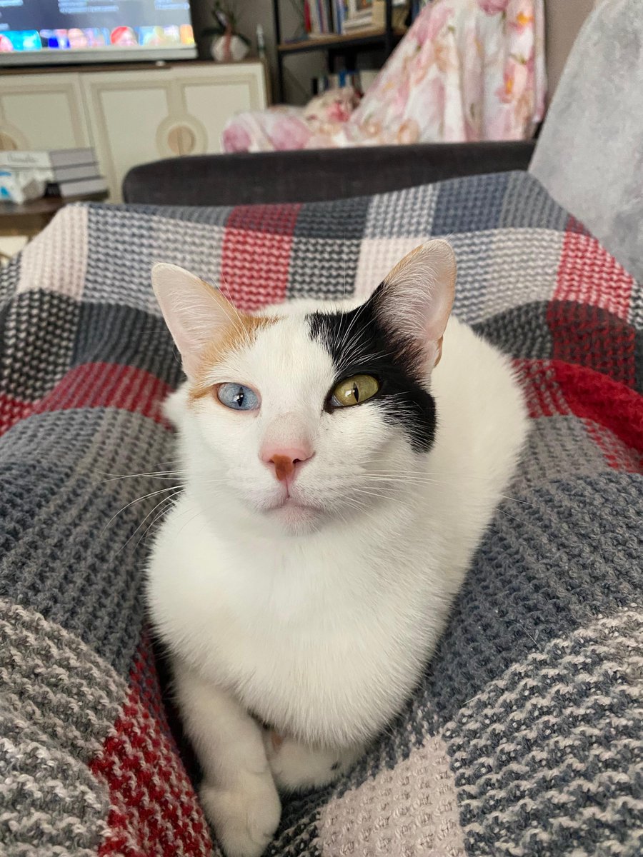 ***ACİL***Bir takipçimden gelen mesajı iletiyorum.
“Biliyorsun 4 kedim var. İçlerinden biri yakın zamanda ameliyat oldu ve özel mamaya geçmek zorunda kaldı. Uzun süredir de sabit bir işim yok. Aylardır hem özel mama hem normal mama masraflarını birlikte karşılamakta gerçekten çok