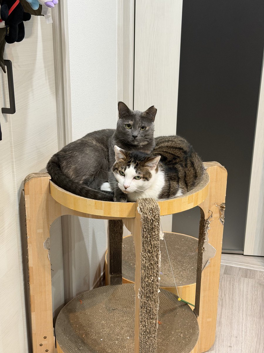 エリカ tweet media