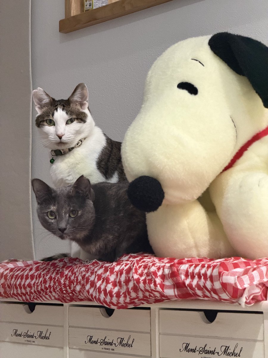 エリカ tweet media