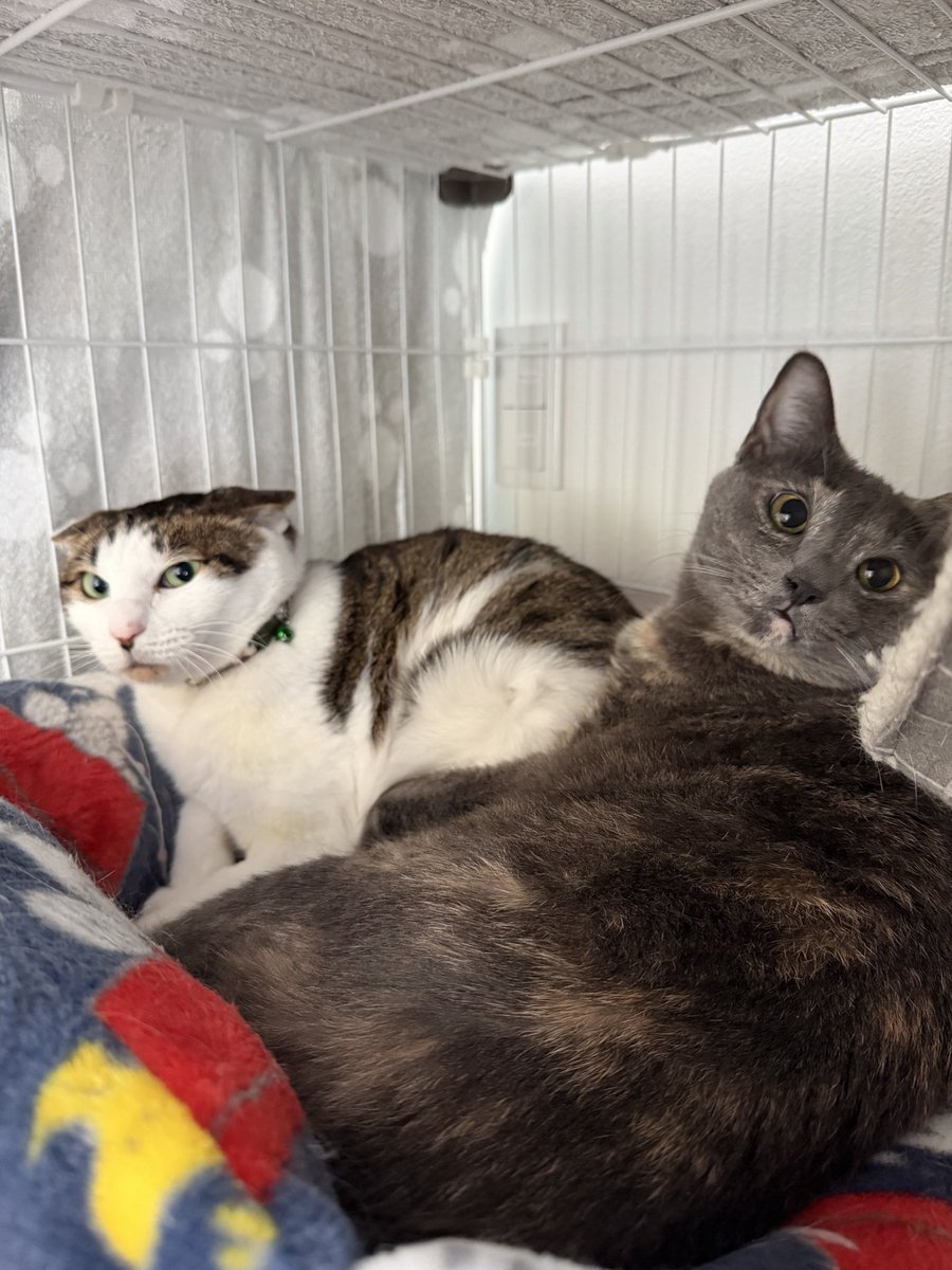 エリカ tweet media