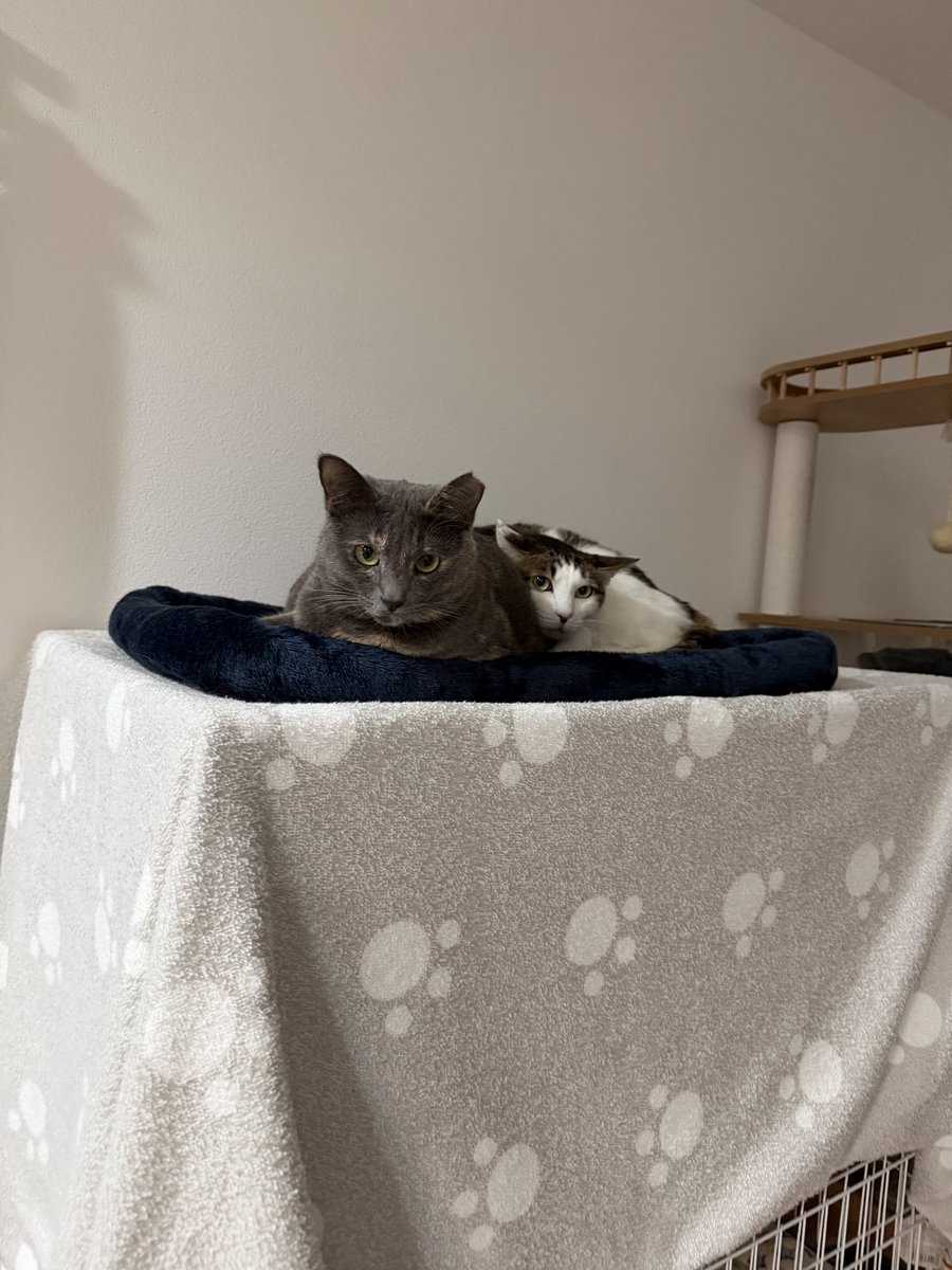 エリカ tweet media