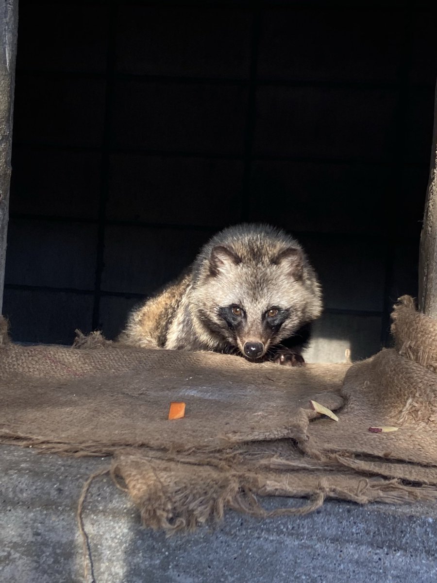 鋭い目つきで人参を狙うおしお🥕
 #ホンドタヌキ #タヌキ
 #おしお #大町山岳博物館