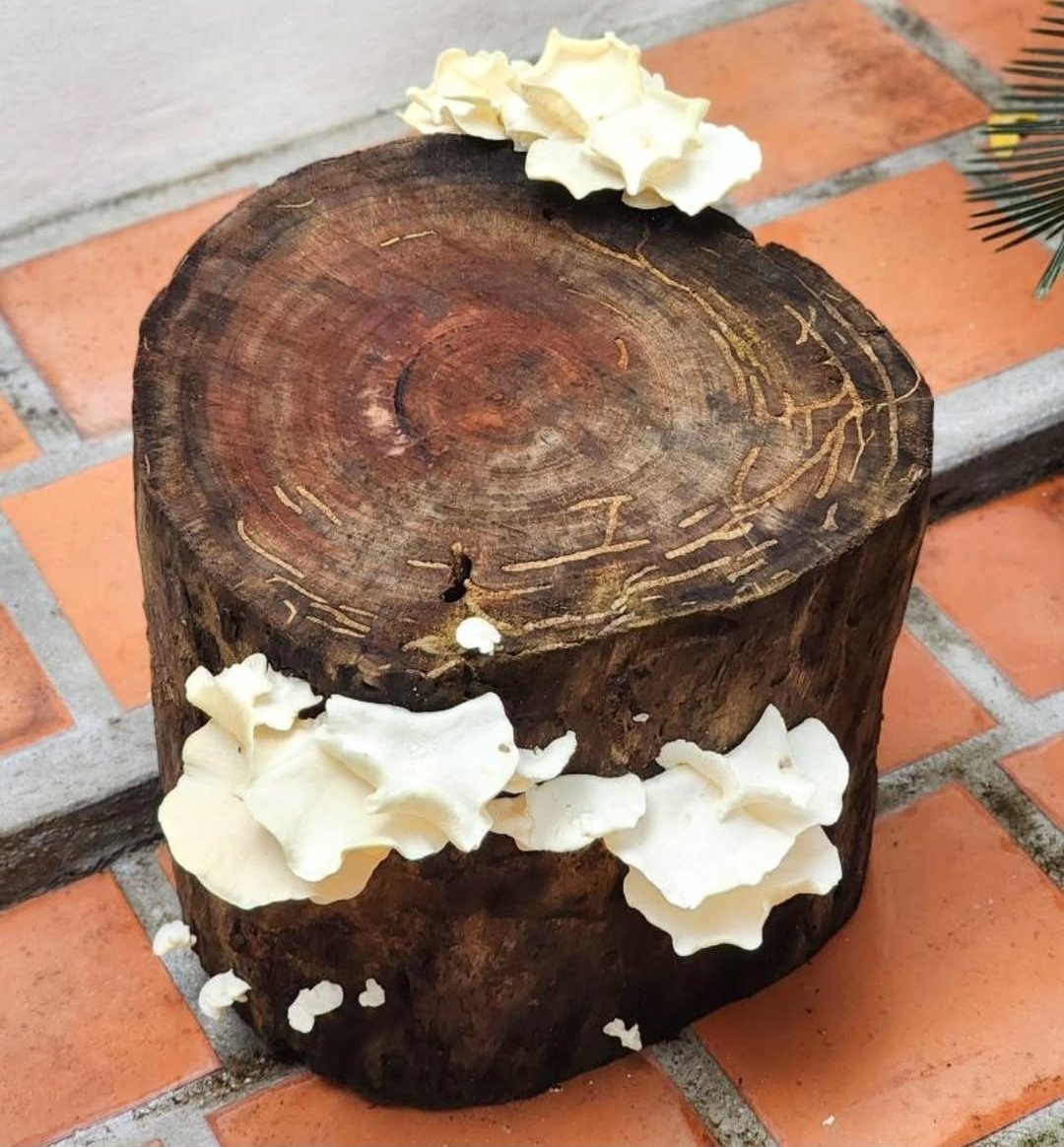 🍂 – rewilding tweet media