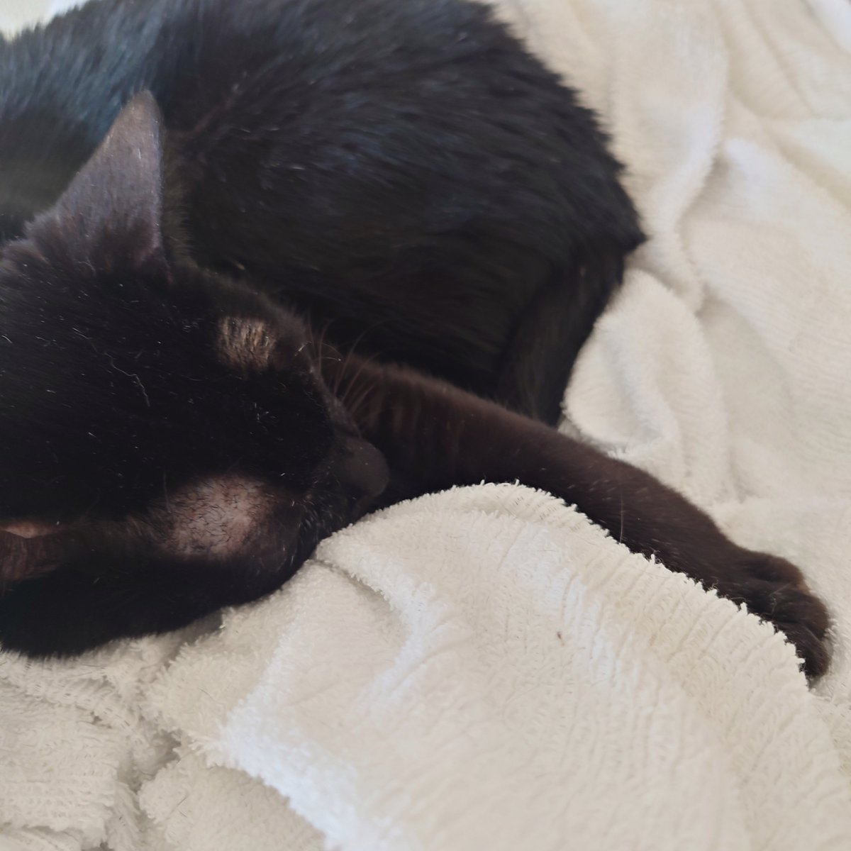 kappa_now's tweet photo. にゃんにゃんの日
ฅ⁠^⁠•⁠ﻌ⁠•⁠^⁠ฅ https://t.co/OtootQK1M3