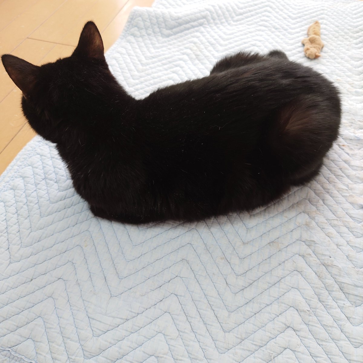 kappa_now's tweet photo. にゃんにゃんの日
ฅ⁠^⁠•⁠ﻌ⁠•⁠^⁠ฅ https://t.co/OtootQK1M3