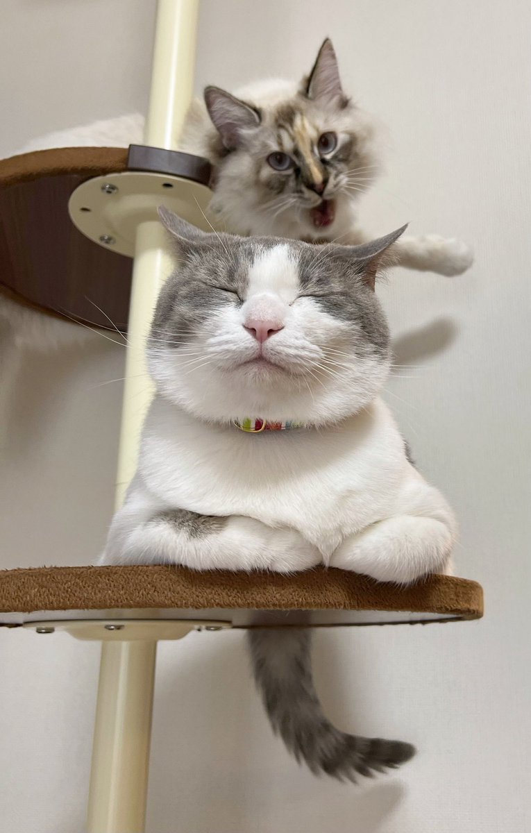 ありすぎて迷うけど、やっぱりこれ #猫の日なので今まで撮った中で最高