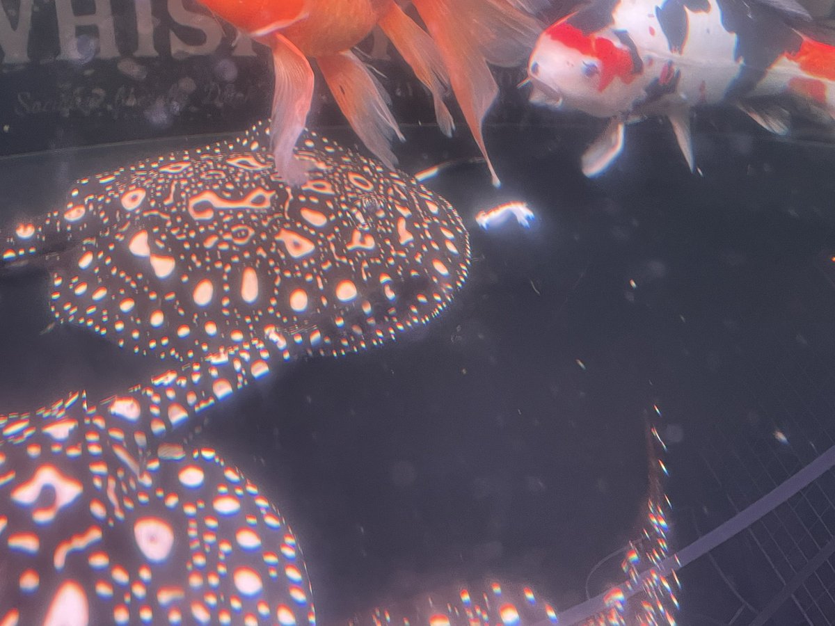 連チャンﾂﾝﾂﾝ♡( *･ω･｡)σ╰U╯