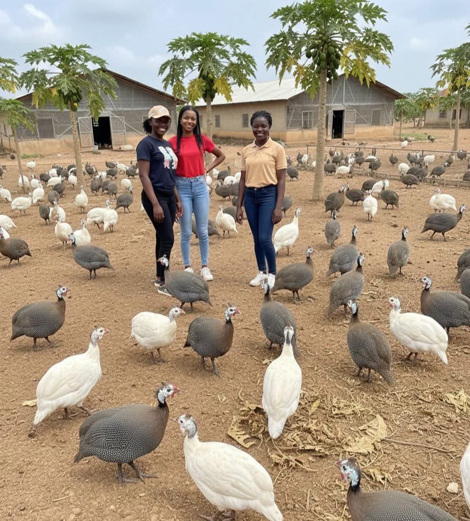 Jay Squeezer (kasuku) tweet media