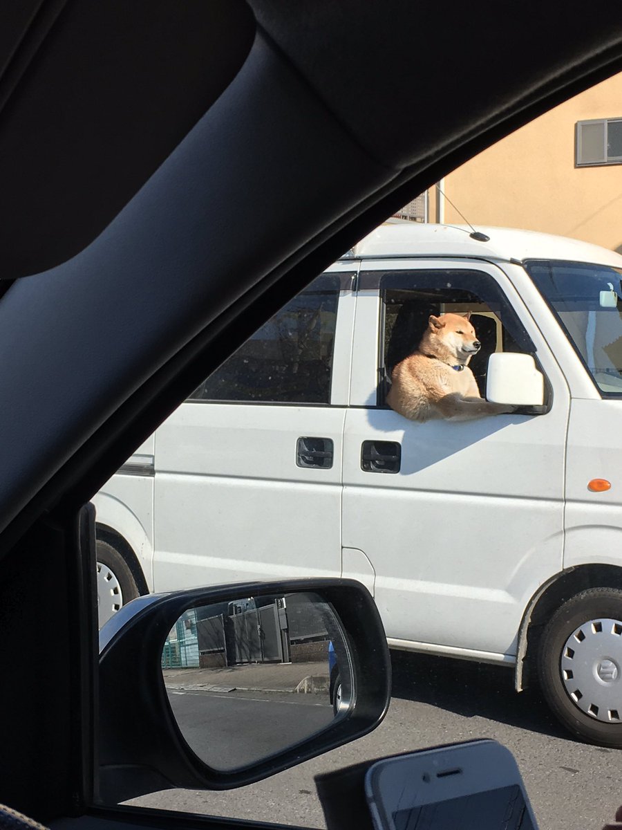 イケメンマッチョ犬