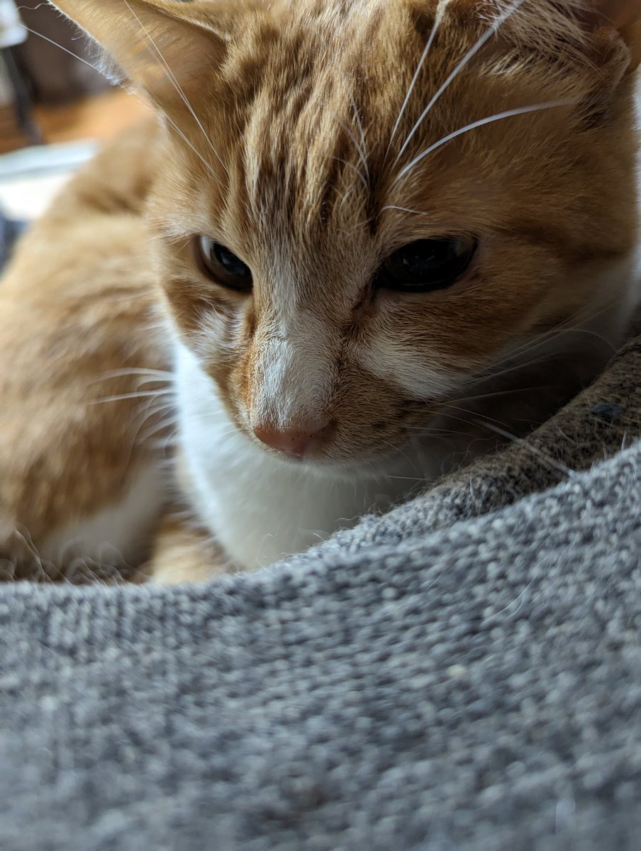 平和な猫の日
#猫の日
#猫好きさんと繋がりたい