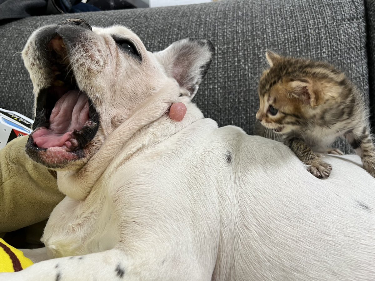 ニャンコーの日 #ベンガル赤ちゃん にゃーん！！！！