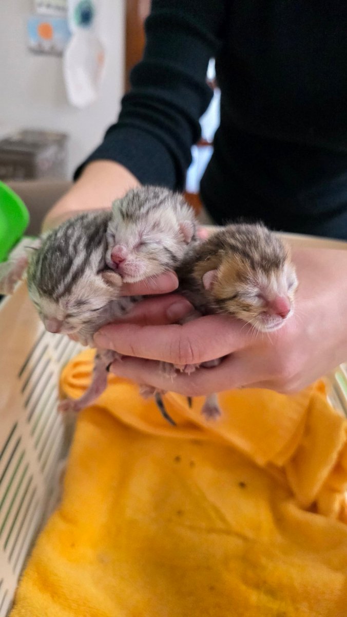 ニャンコーの日 #ベンガル赤ちゃん にゃーん！！！！