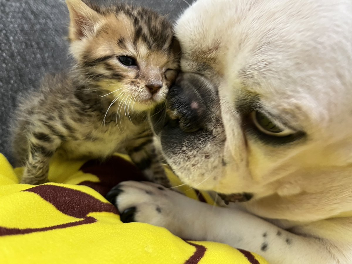 ニャンコーの日 #ベンガル赤ちゃん にゃーん！！！！