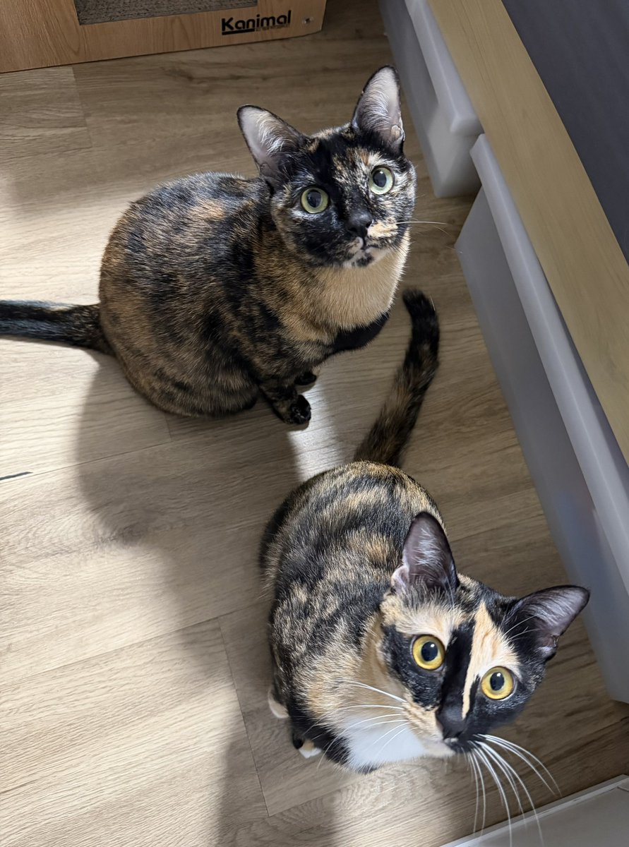 พวกแมวเปรอะะะะ