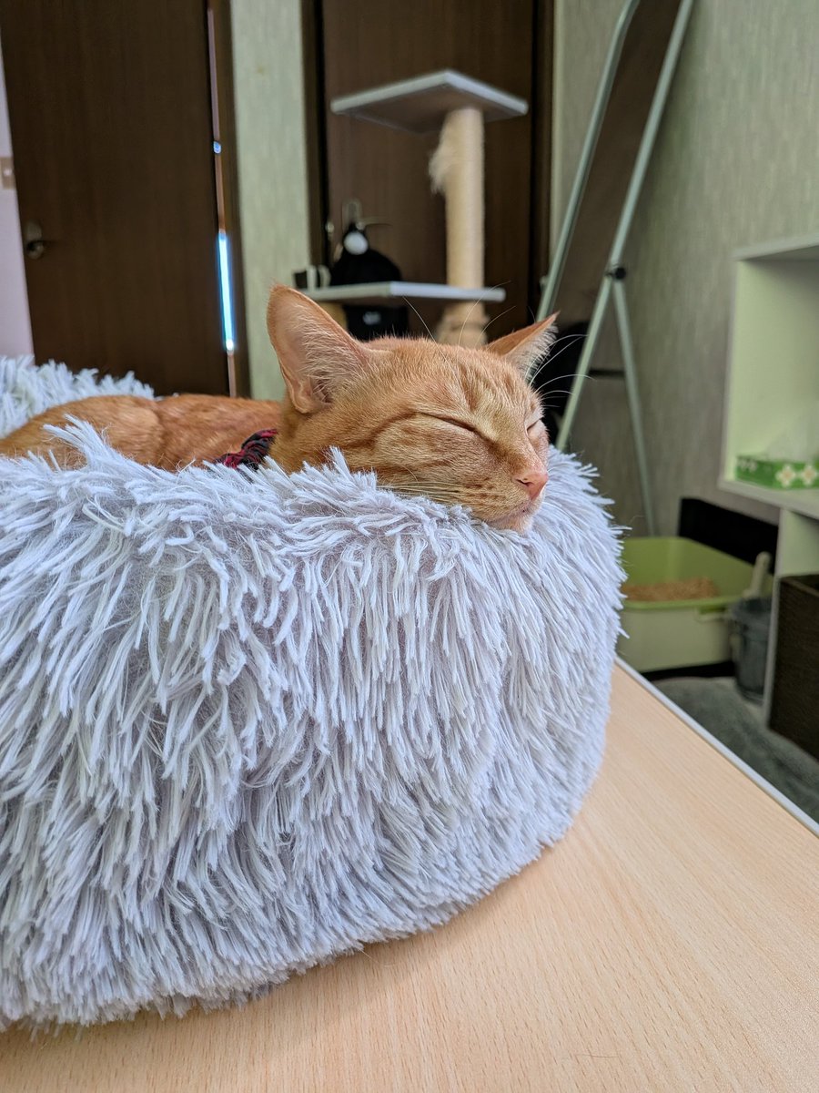 ainishio's tweet photo. 今日はTLも📺️も猫だらけで最＆高😸
　#猫の日 https://t.co/xsxfOWJU7O