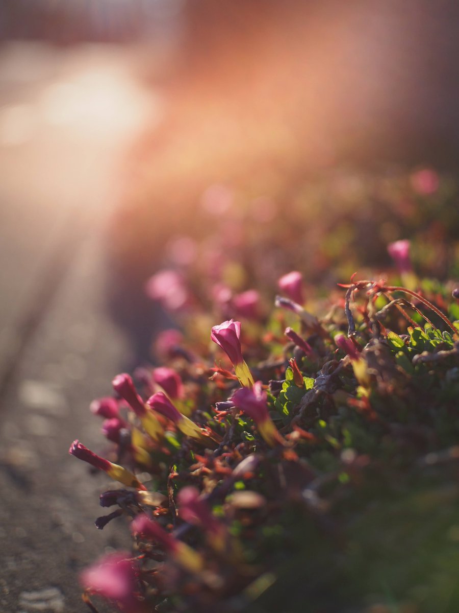 issie's tweet photo. 昨日の夕方 #SGimage 50mm f1.7 で撮ってみた。
逆光でいい味出してくれるね。
#OlympusPEN #EPM2 https://t.co/qrLFVrTz46