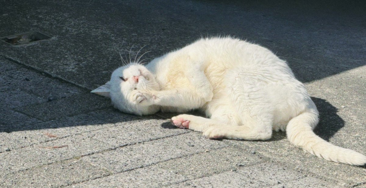 shink4_'s tweet photo. こちらを気にするでもなく、じゃれつくでもなく、ただただ気ままに歩いていただけの様子。まさにねこ。
#ソロツー
#町歩き
#ネコ https://t.co/DsYX72GqdB