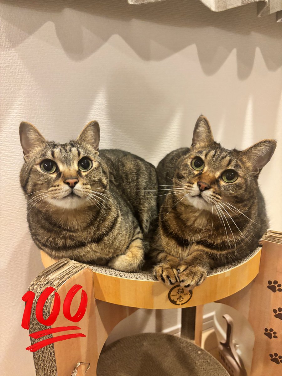 みーたろ tweet media