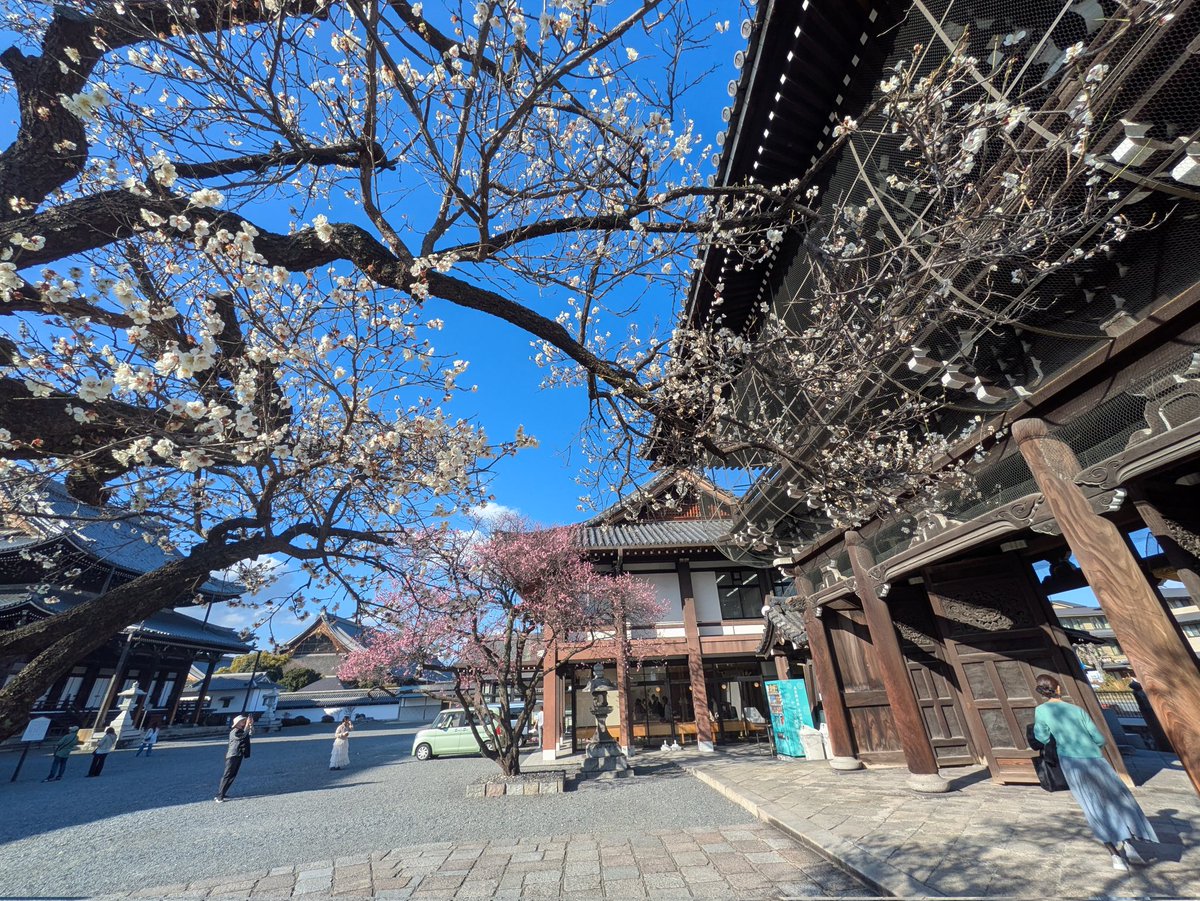 西本願寺隣の興正寺
梅が綺麗でした

今日の京都は
温かい