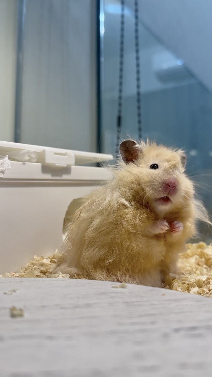 hemhemjp tweet media